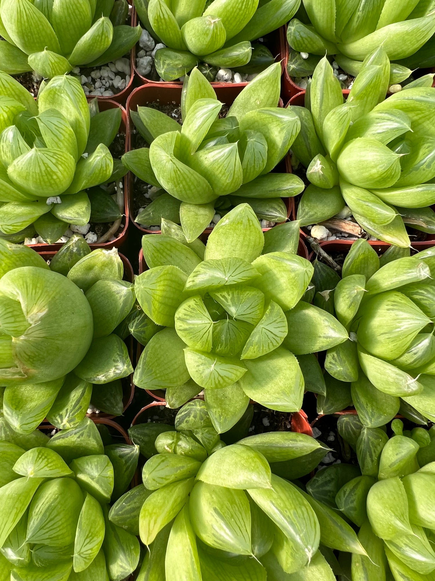 haworthia cymbiformis succulent Haworthia cymbiformis – Succulent Gardens