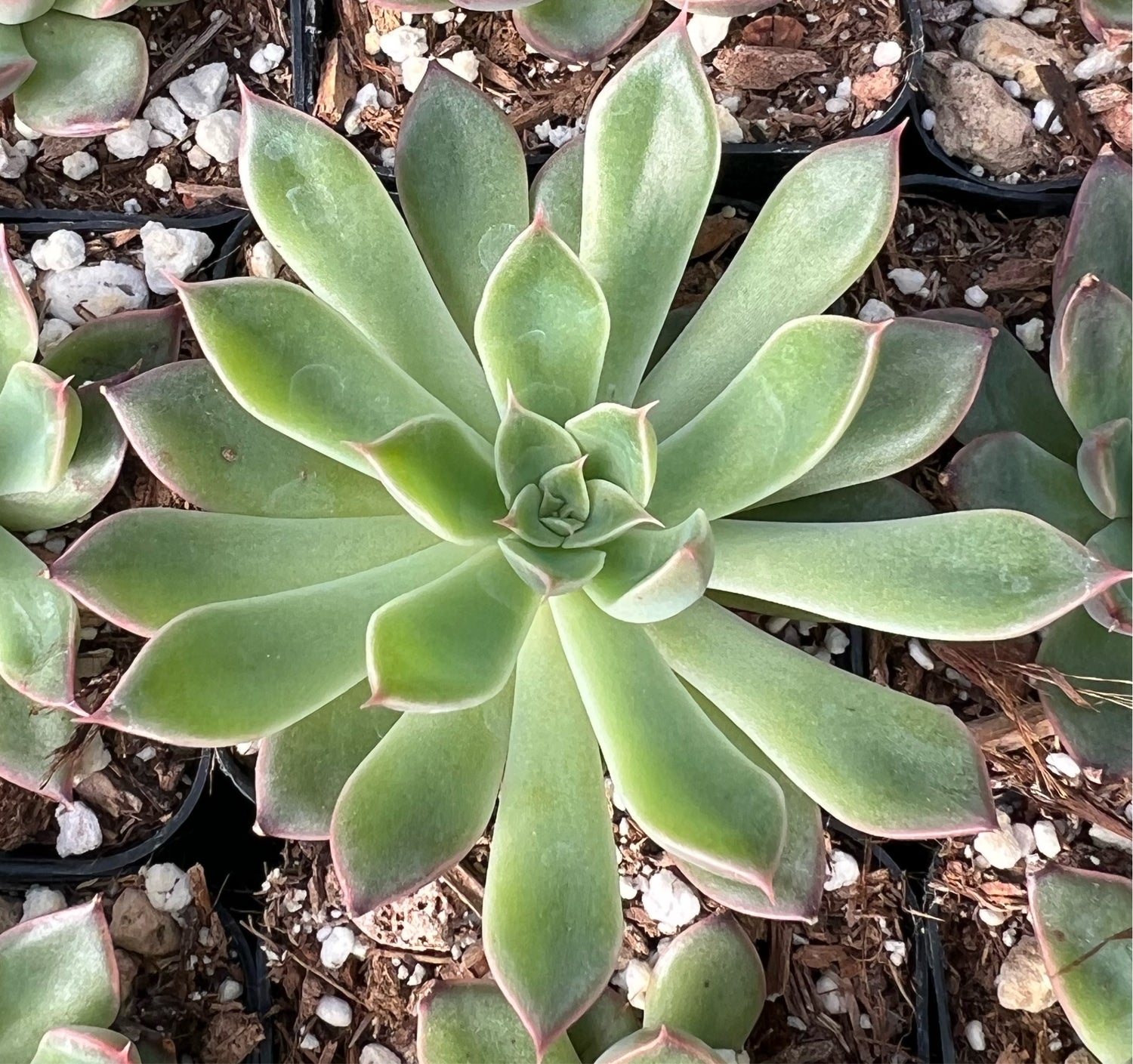 Echeveria 'Sagita'