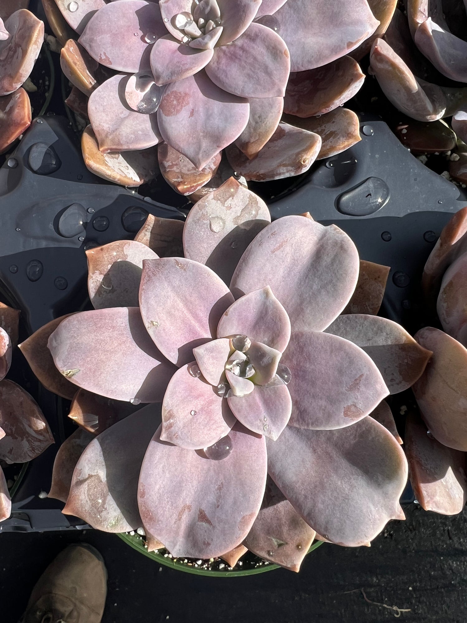 succulent superbum Graptopetalum superbum – Succulent Gardens
