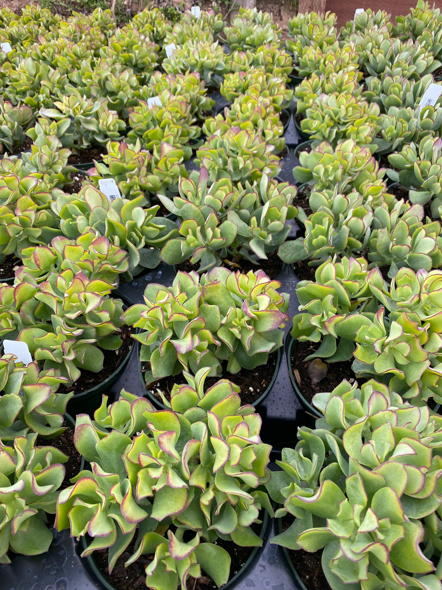 curly crassula succulent Crassula undulata – Succulent Gardens