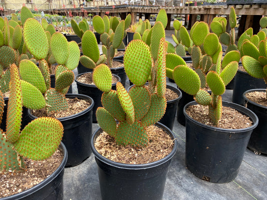 Opuntia microdasys subsp rufida