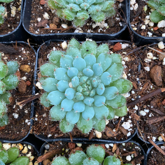 Echeveria rundelli