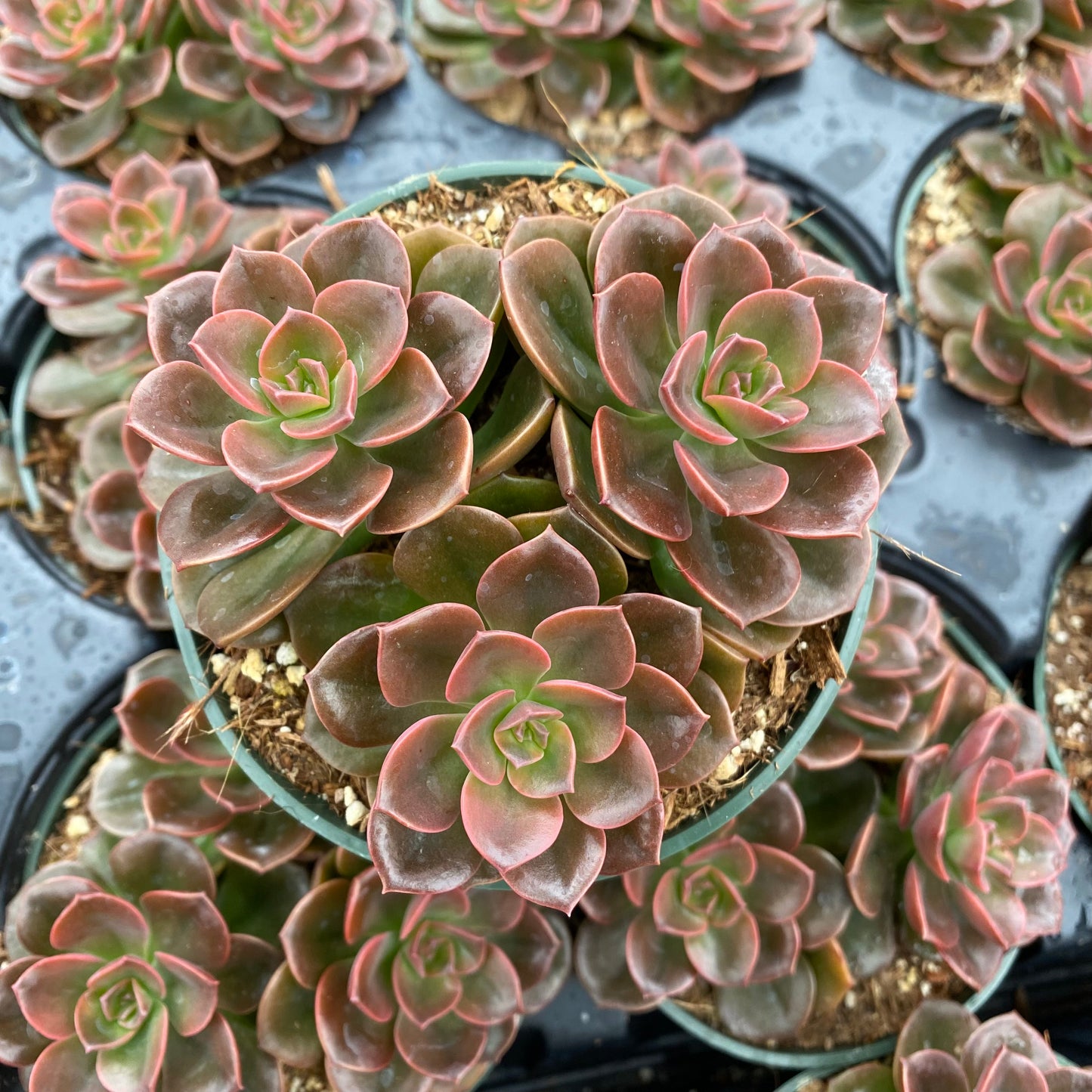 succulent melaco Echeveria 'Melaco' – Succulent Gardens