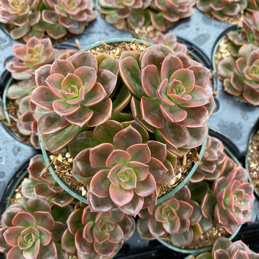 Echeveria 'Melaco'