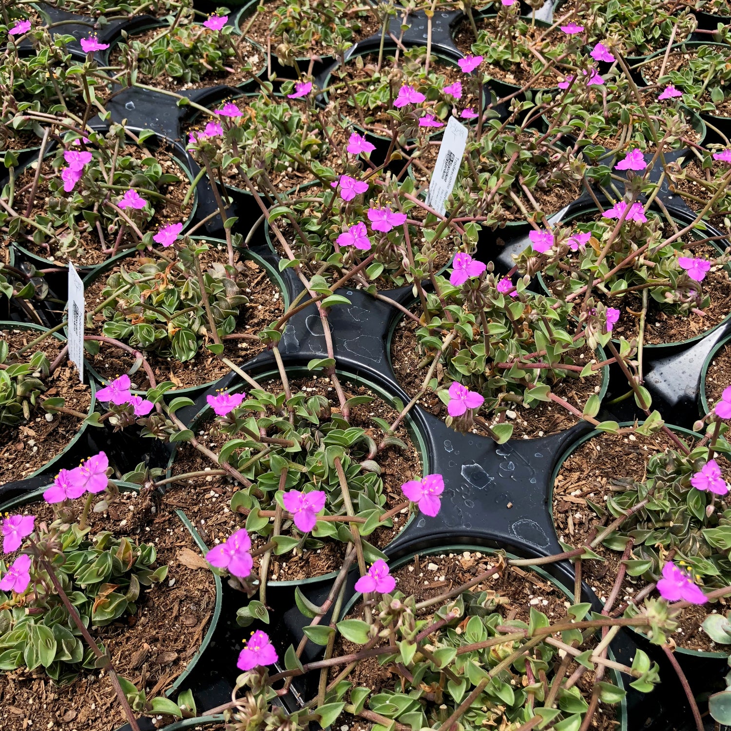 succulent tradescantia Tradescantia navicularis – Succulent Gardens