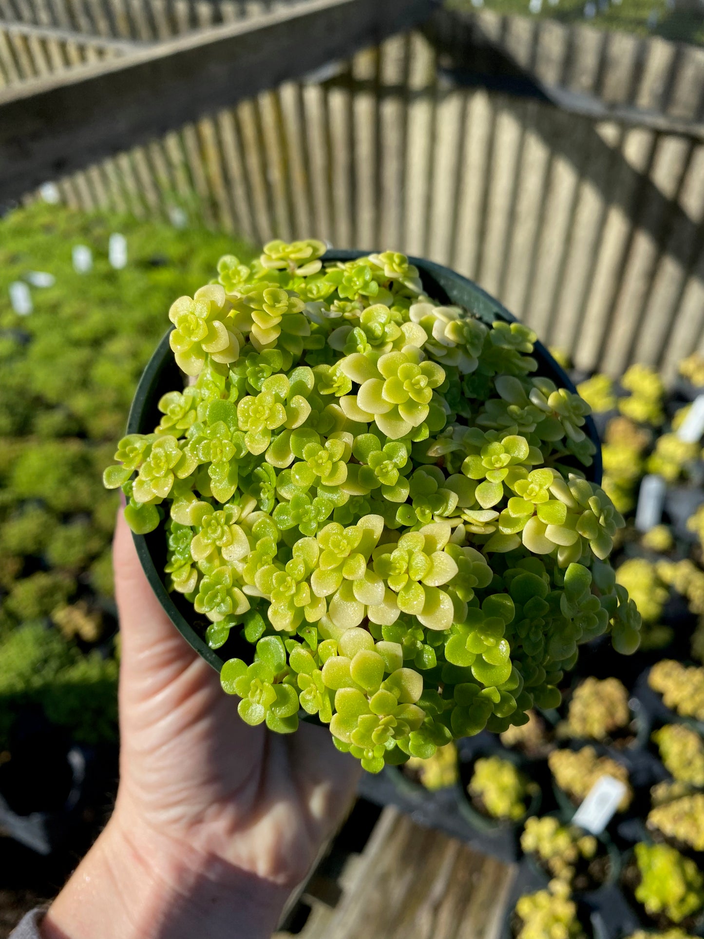 ogon succulent Sedum makinoi 'Ogon' – Succulent Gardens