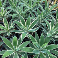 Agave attenuata 'Ray of Light'