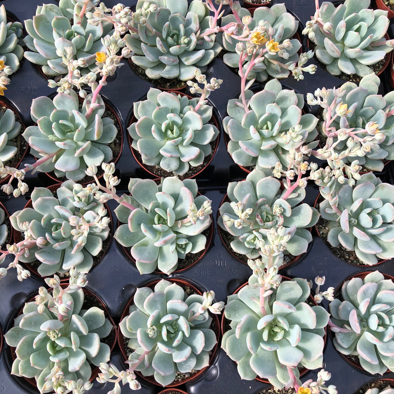 a grim one succulent Graptoveria 'A Grimm One' – Succulent Gardens