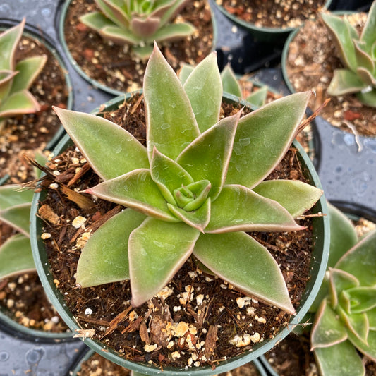 Echeveria 'Mexicana'