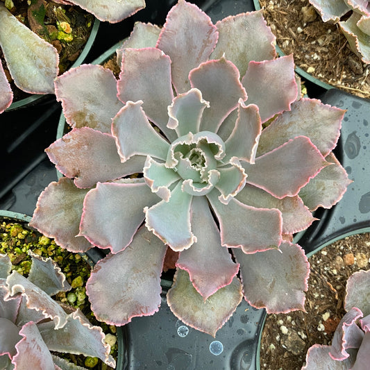 Echeveria shaviana 'Pink Frills'