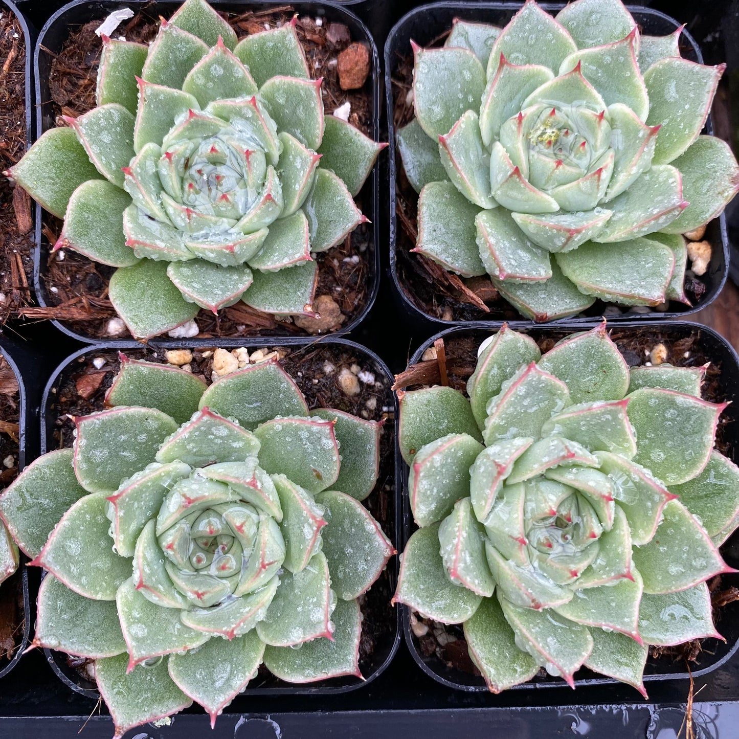 fabiola succulent Echeveria purporeum 'Fabiola' – Succulent Gardens