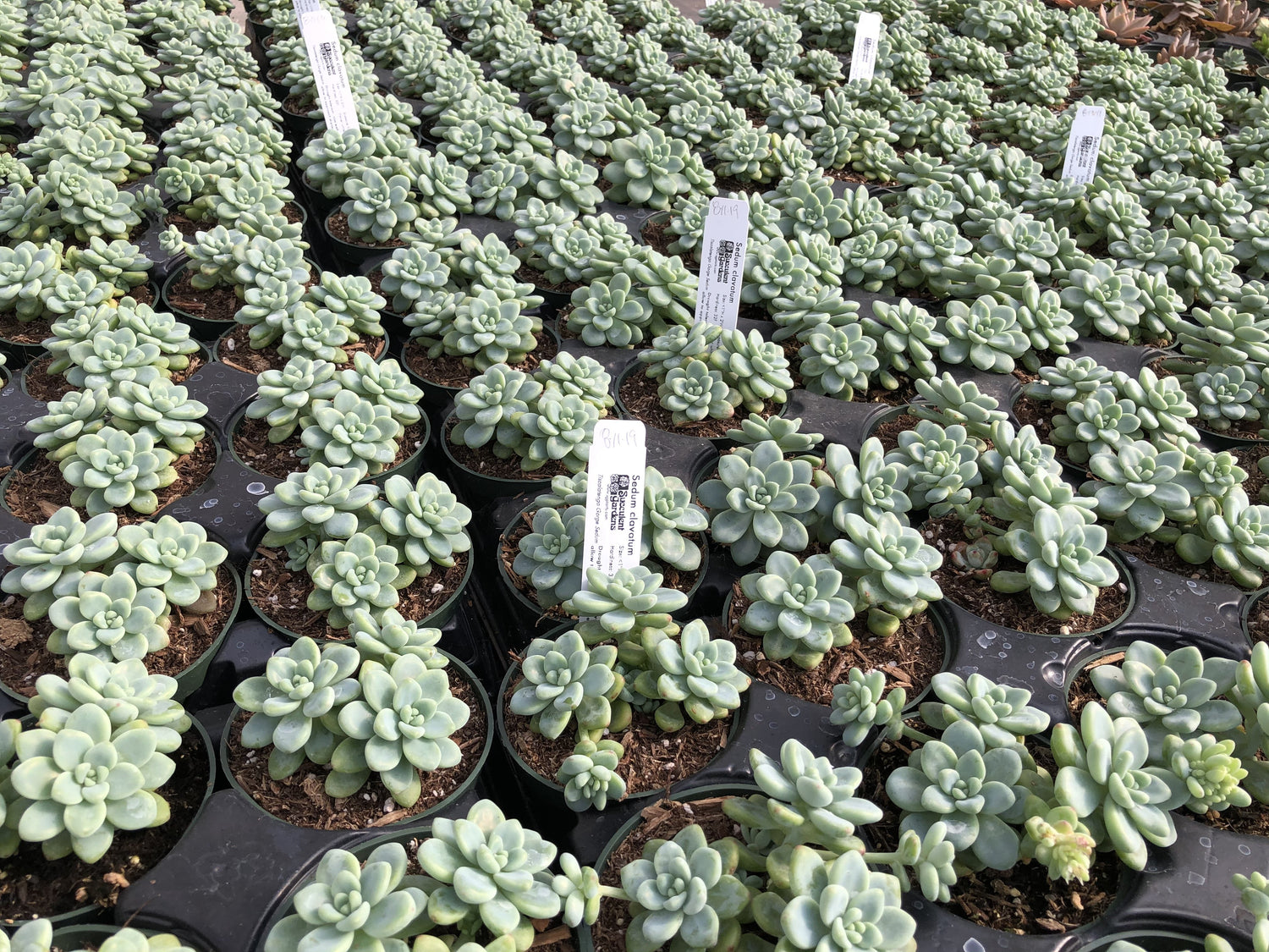 clavatum succulent Sedum clavatum – Succulent Gardens