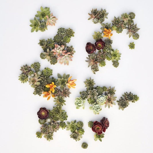 Succulent Cuttings - Living Picture Cuttings as seen in Sunset Magazine