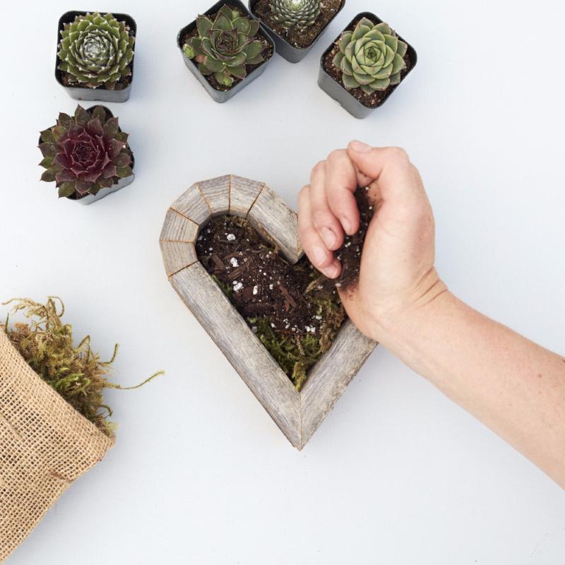 How to Plant DIY Succulent Heart Kit | Succulent Gardens