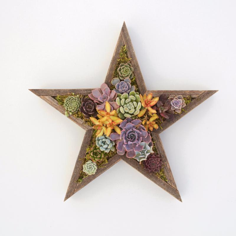 Large Succulent Star Kit | DIY Succulents | $95.00 | Succulent Gardens