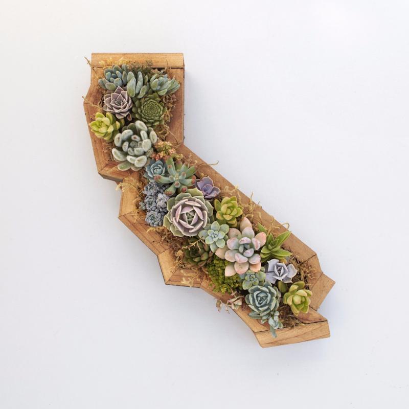 Succulent Planters by State | Succulent Gardens