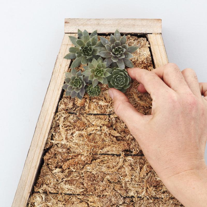 How to Plant a Succulent Vertical Garden | DIY Succulent Gift | $139.00