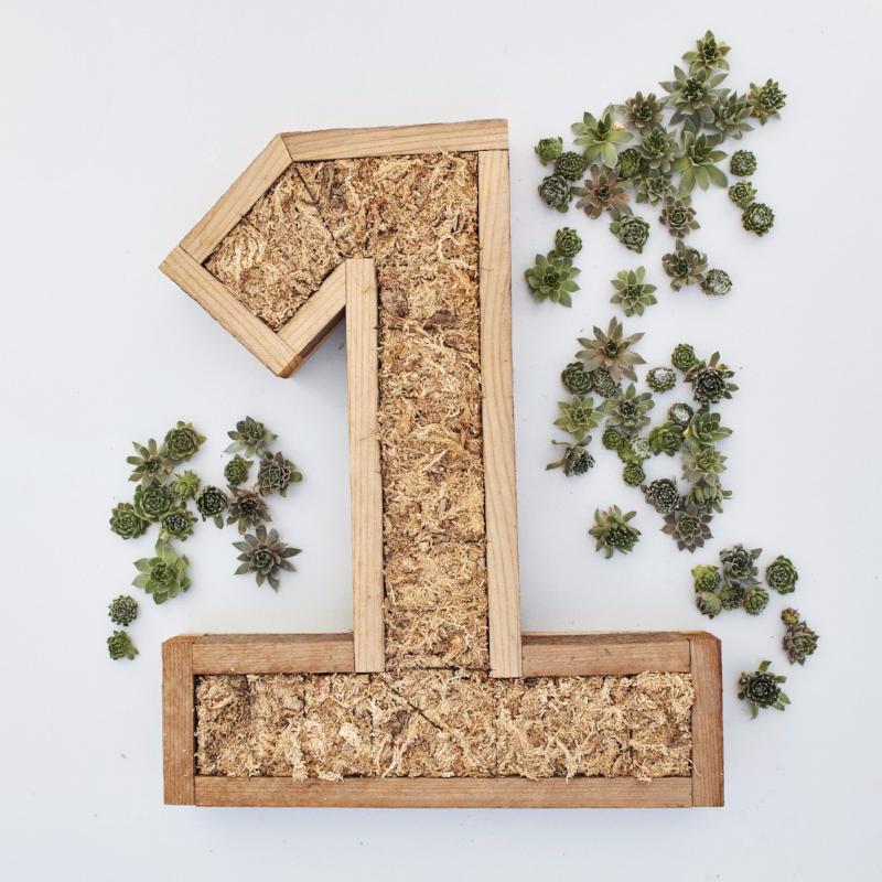 Large Succulent Number Kit | DIY Succulent Gift | $139.00
