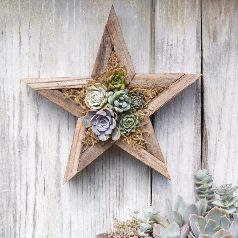 Redwood Star Planter