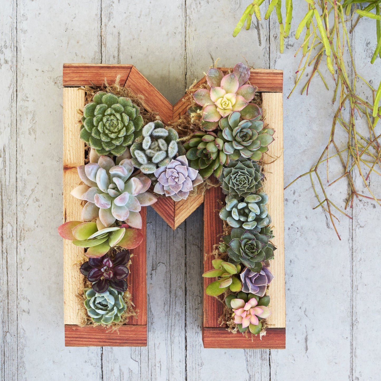 Redwood Small Letter Planter