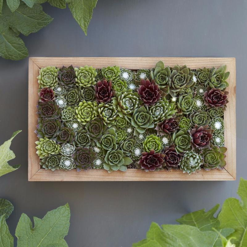 Succulent Living Picture - Vertical Succulent Garden - DIY Succulent Living Picture - Sempervivum