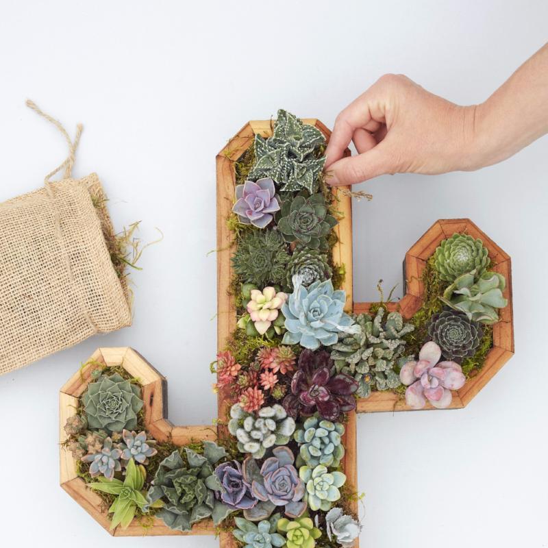 How to Plant a Succulent Wall Planter - Succulent Gardens - Cactus Planter