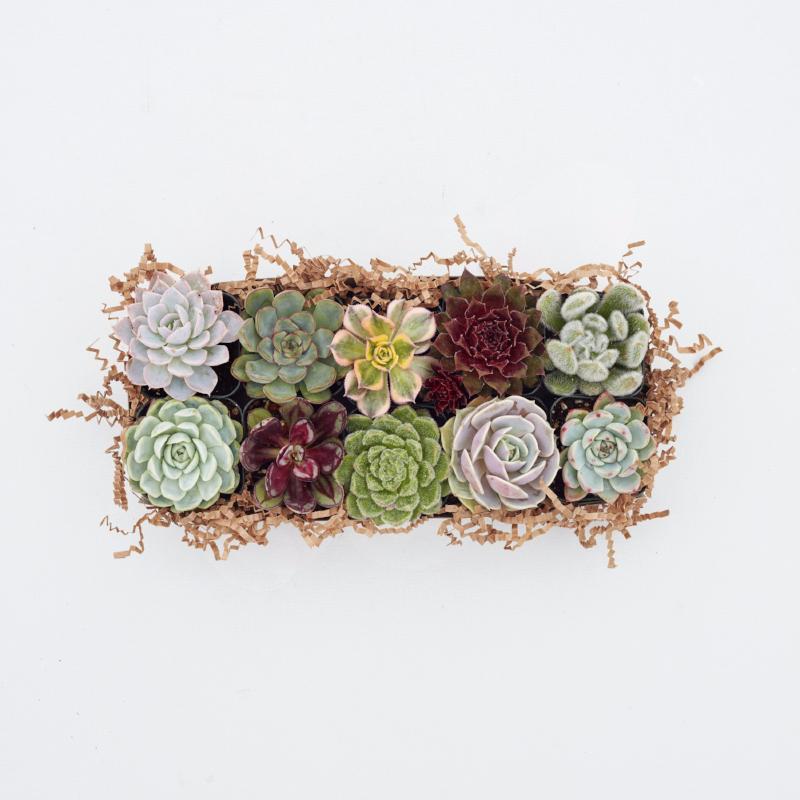 Small Succulents - Succulent Rosettes - Succulent Wedding Favors