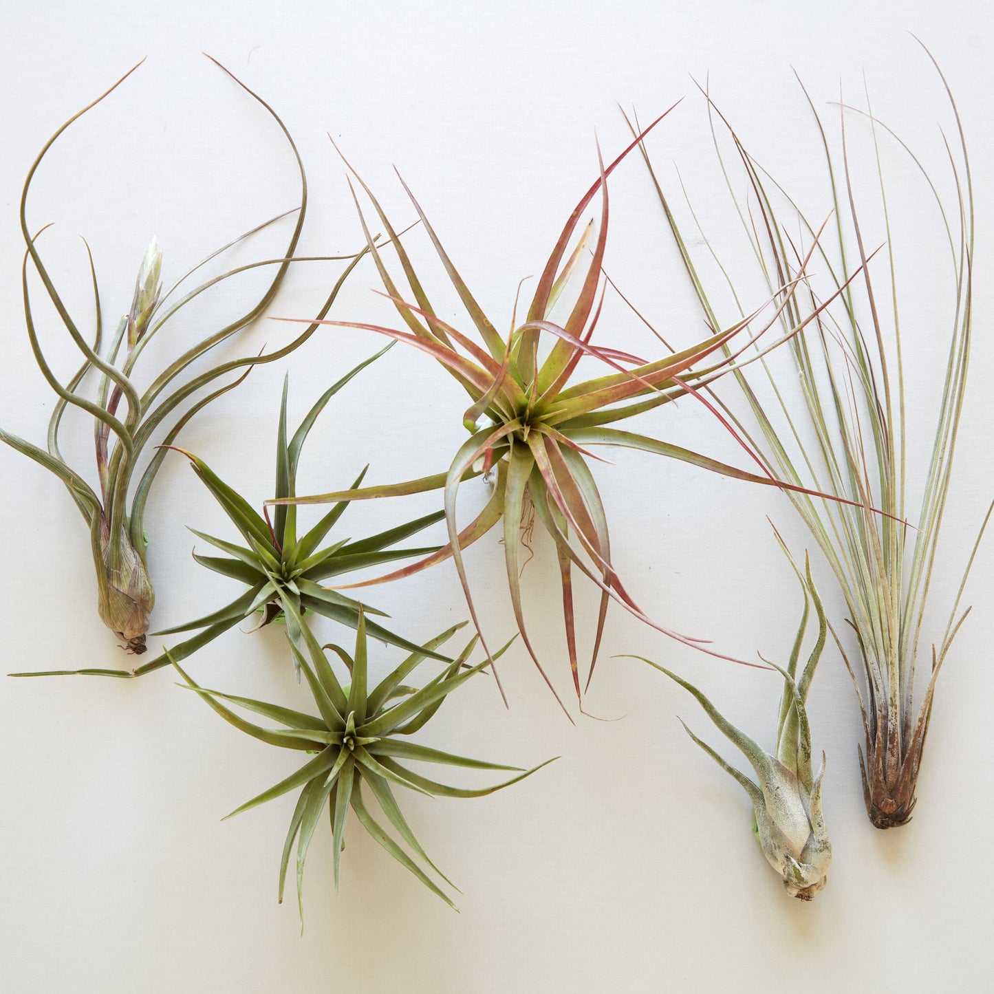 Assorted Tillandsia (Air Plants)