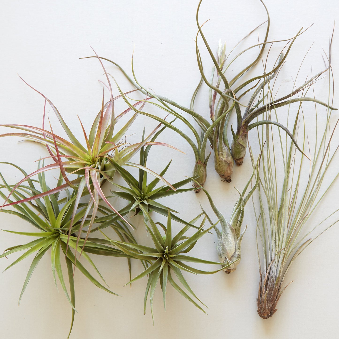 Assorted Tillandsia (Air Plants)