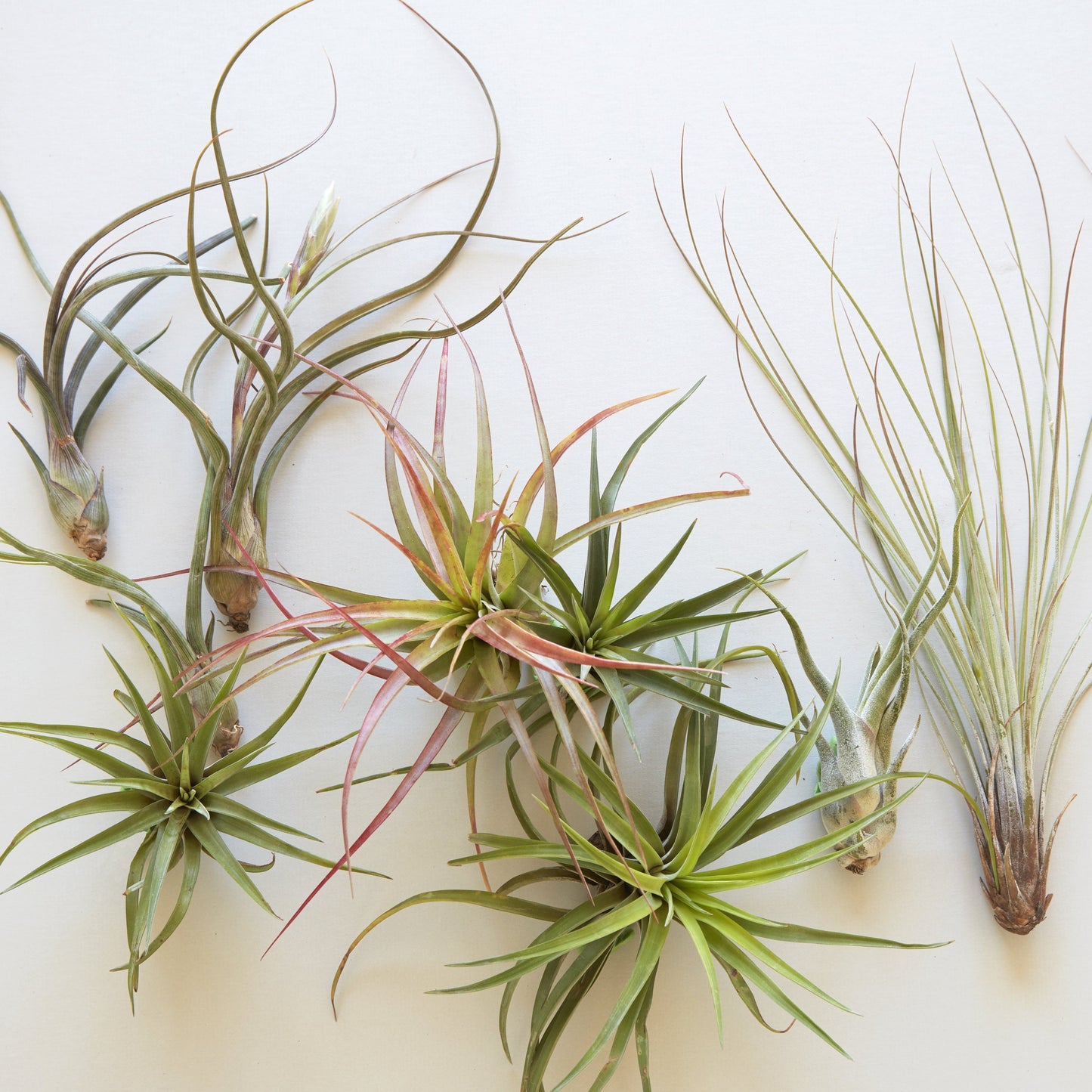 Assorted Tillandsia (Air Plants)