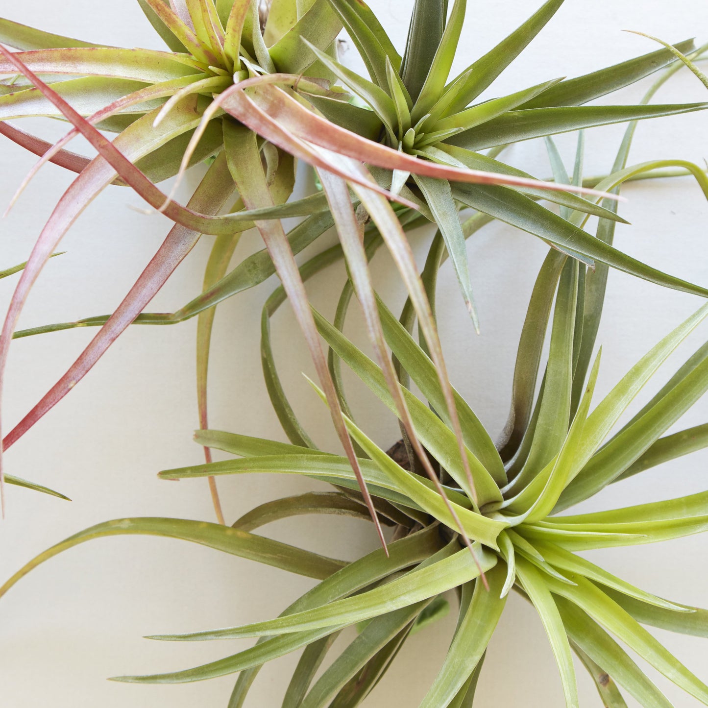 Assorted Tillandsia (Air Plants)