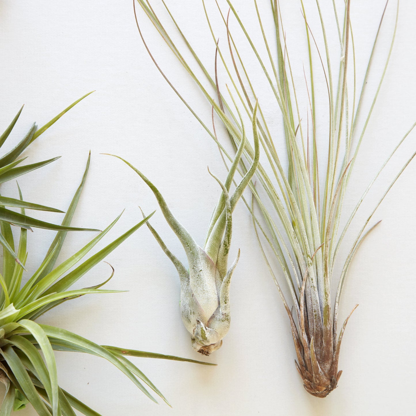 Assorted Tillandsia (Air Plants)