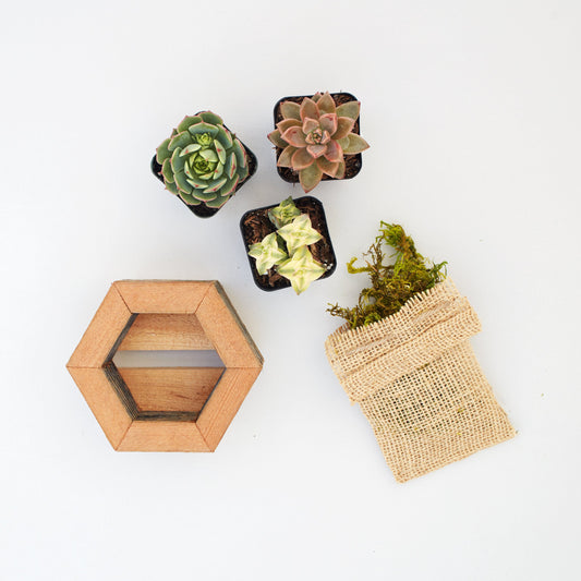 Succulent Planter Kit | Hexagon | $19.50