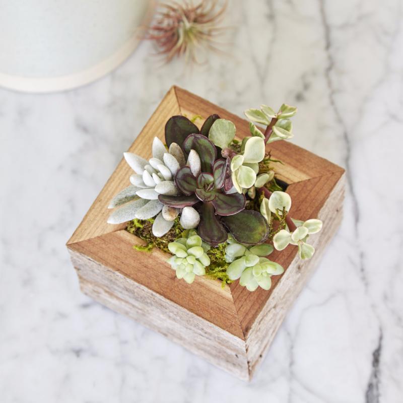 Corporate Gifting Program | Succulent Container Garden Gifts
