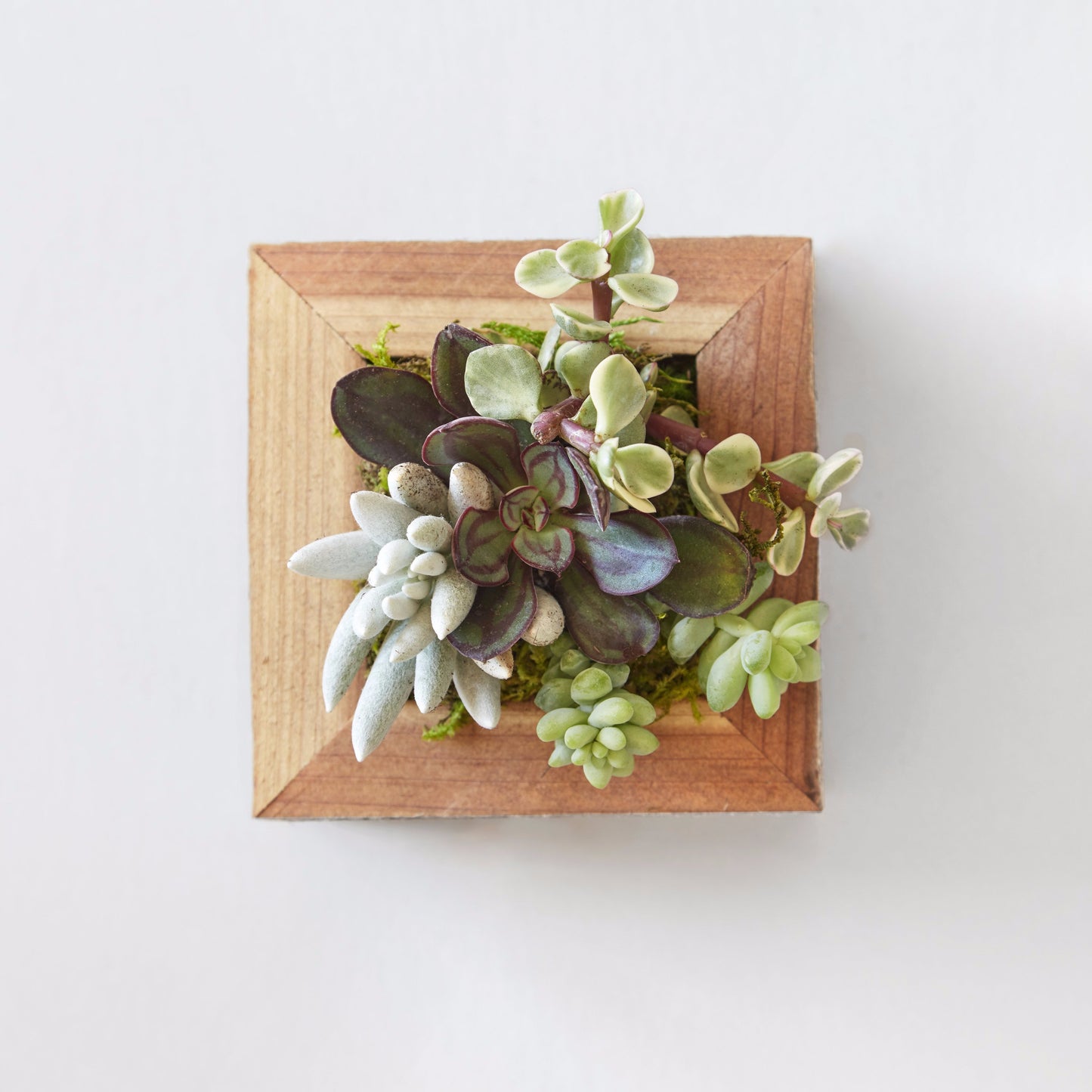 Small Succulent Planter | Succulent Gardens