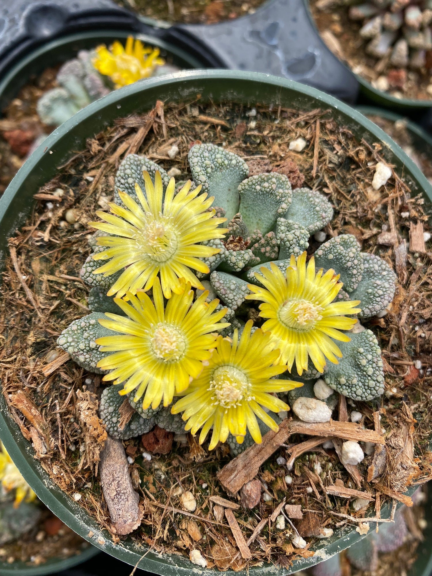 titanopsis succulent Titanopsis calcarea – Succulent Gardens